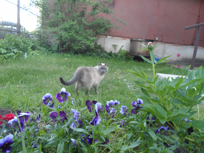 Кошки в нашей жизни. Кошки и все, что с ними связано.