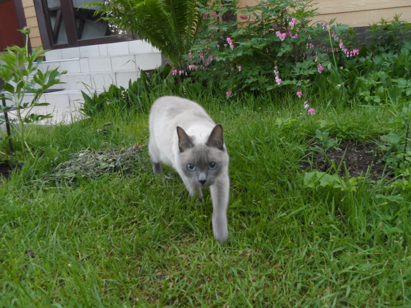 Кошки в нашей жизни. Кошки и все, что с ними связано.