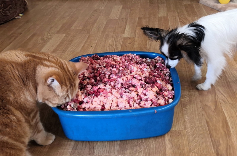 Кошки в нашей жизни. Кошки и все, что с ними связано.