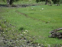 "Золотое кольцо" Алтая