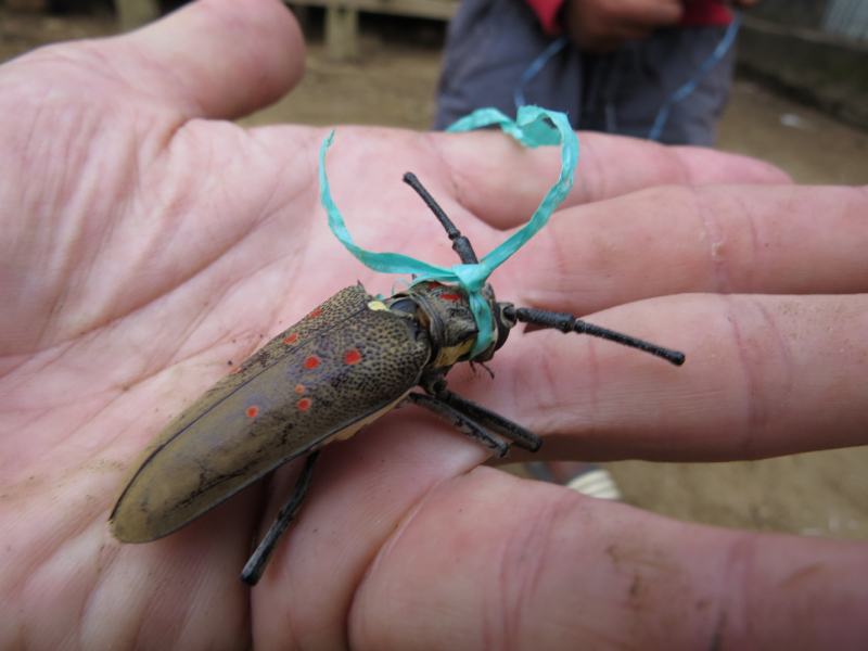 Мадагаскар-2020: Из крайности в крайность