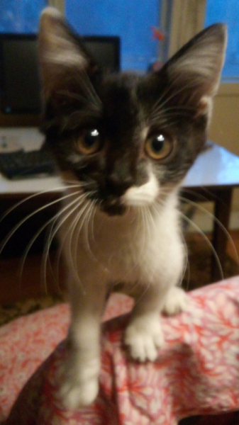 Кошки в нашей жизни. Кошки и все, что с ними связано.