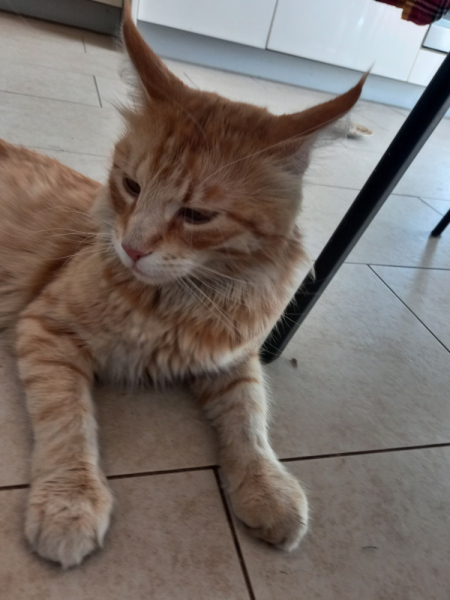 Кошки в нашей жизни. Кошки и все, что с ними связано.