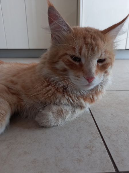 Кошки в нашей жизни. Кошки и все, что с ними связано.