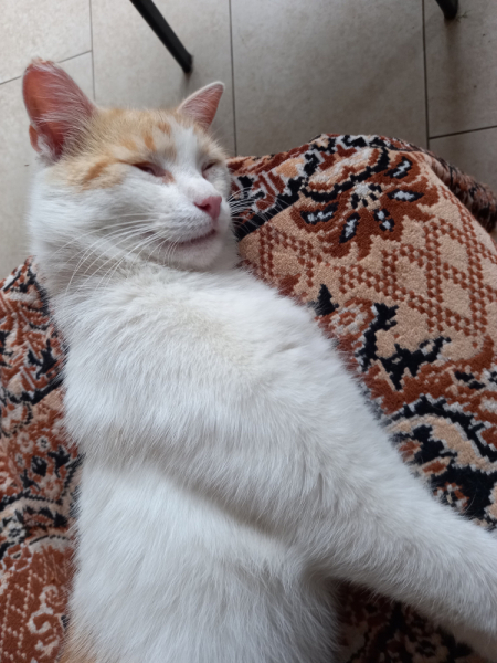 Кошки в нашей жизни. Кошки и все, что с ними связано.