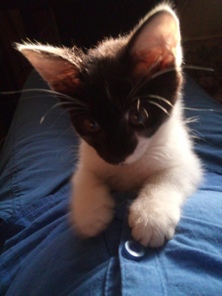 Кошки в нашей жизни. Кошки и все, что с ними связано.