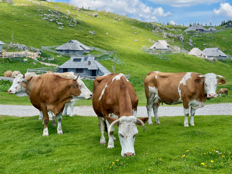 Velika Planina, июнь 2021