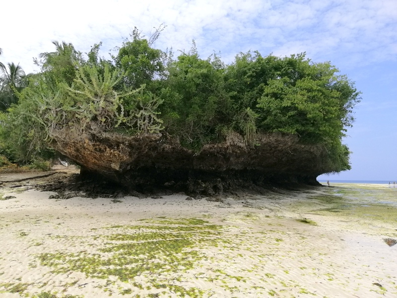 Zanzibaras automobiliu. Kizimkazi-Paje-Matemwe-Chuini-Stone Town. 