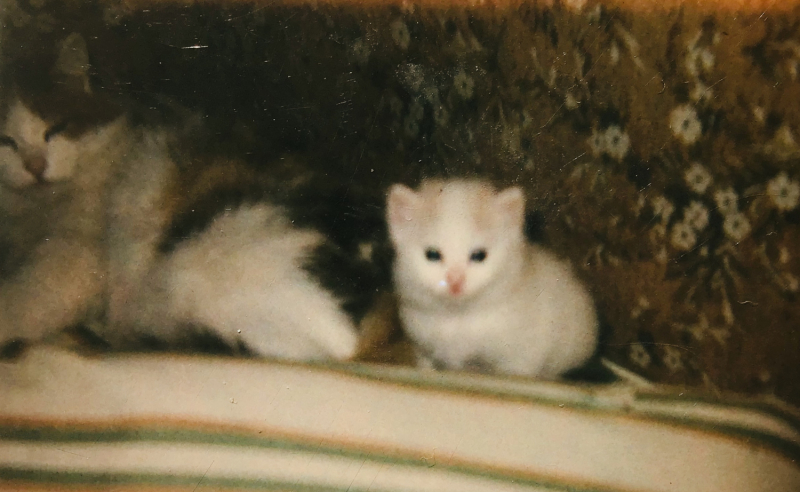 Кошки в нашей жизни. Кошки и все, что с ними связано.