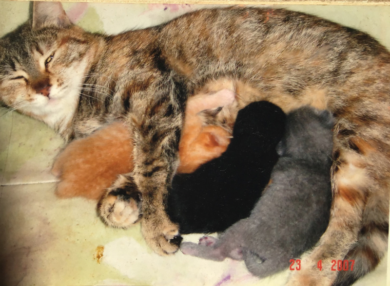 Кошки в нашей жизни. Кошки и все, что с ними связано.