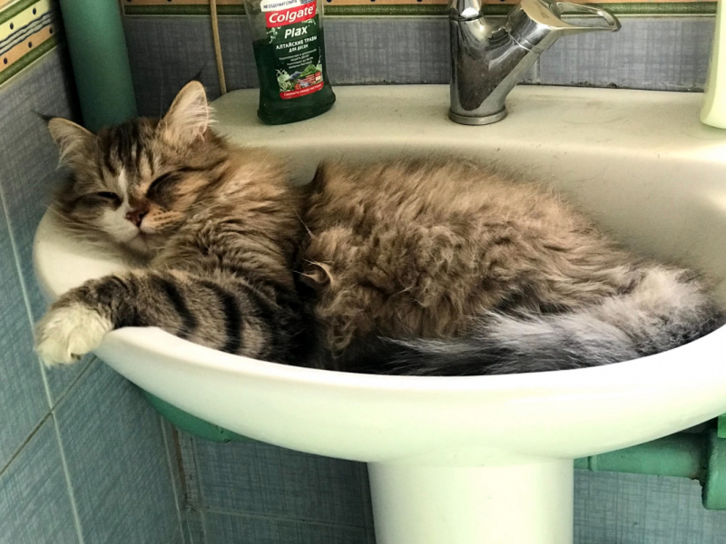 Кошки в нашей жизни. Кошки и все, что с ними связано.