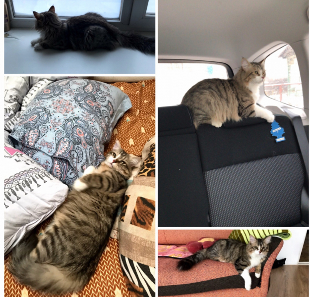 Кошки в нашей жизни. Кошки и все, что с ними связано.