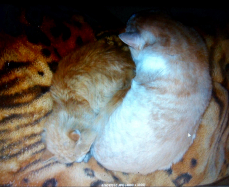 Кошки в нашей жизни. Кошки и все, что с ними связано.