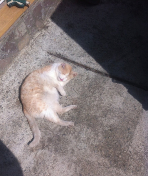 Кошки в нашей жизни. Кошки и все, что с ними связано.