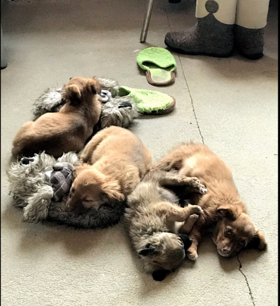 Кошки в нашей жизни. Кошки и все, что с ними связано.