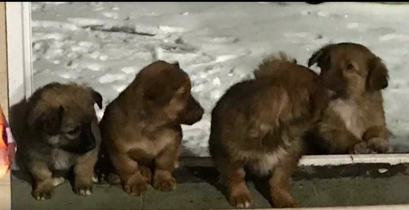 Кошки в нашей жизни. Кошки и все, что с ними связано.