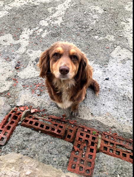 Кошки в нашей жизни. Кошки и все, что с ними связано.