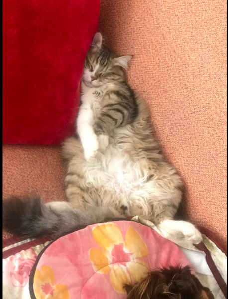 Кошки в нашей жизни. Кошки и все, что с ними связано.