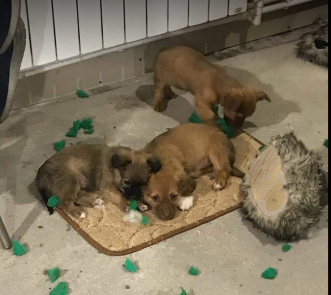 Кошки в нашей жизни. Кошки и все, что с ними связано.