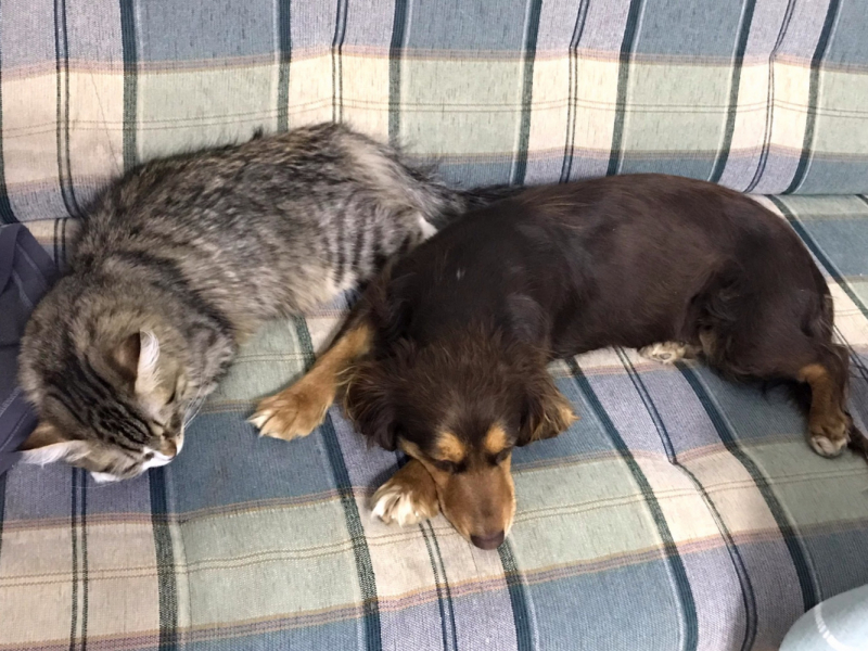 Кошки в нашей жизни. Кошки и все, что с ними связано.