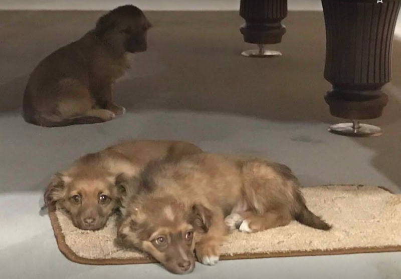 Кошки в нашей жизни. Кошки и все, что с ними связано.