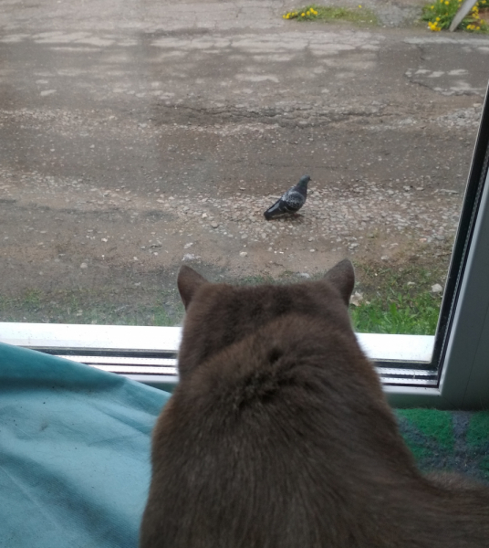 Кошки в нашей жизни. Кошки и все, что с ними связано.