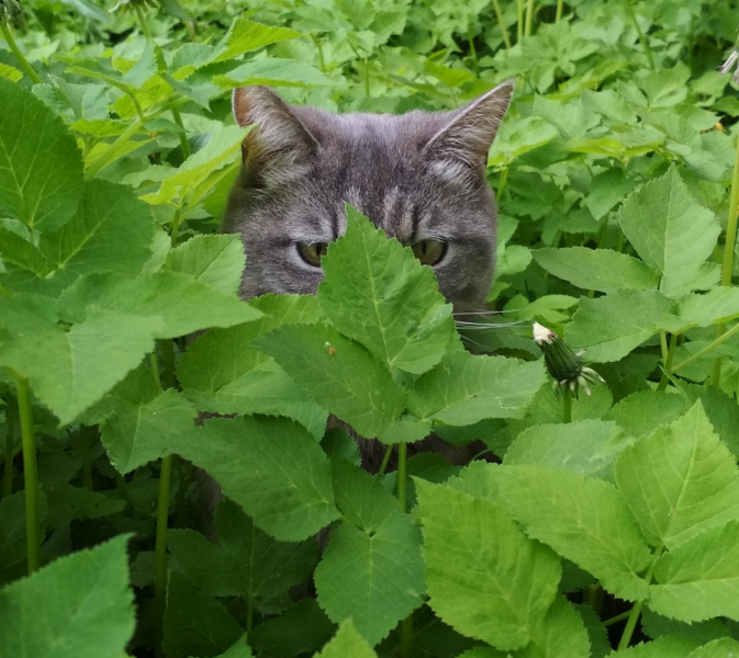 Кошки в нашей жизни. Кошки и все, что с ними связано.