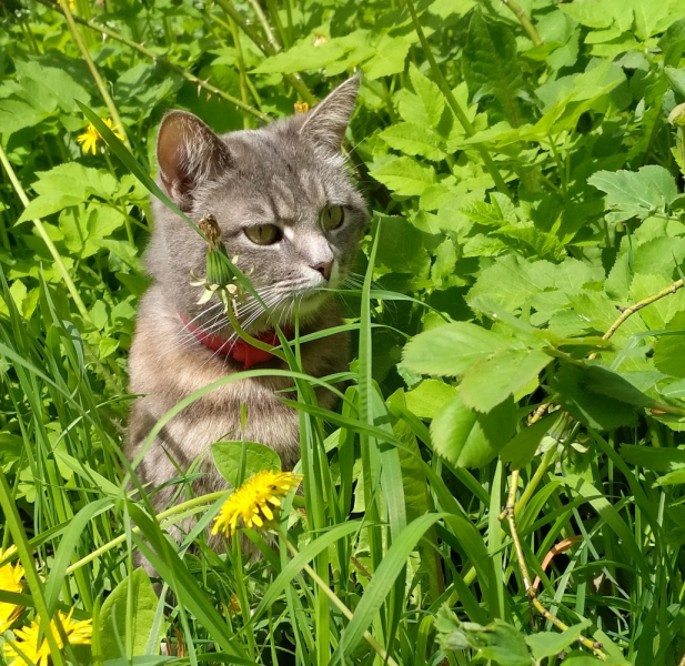 Кошки в нашей жизни. Кошки и все, что с ними связано.