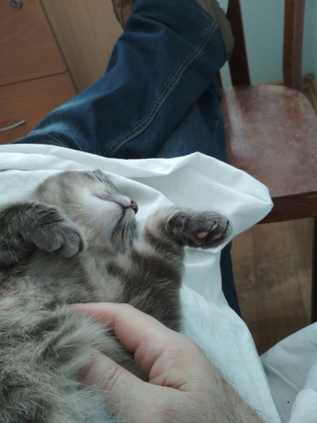 Кошки в нашей жизни. Кошки и все, что с ними связано.