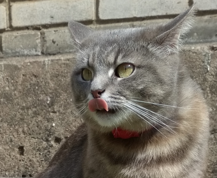 Кошки в нашей жизни. Кошки и все, что с ними связано.