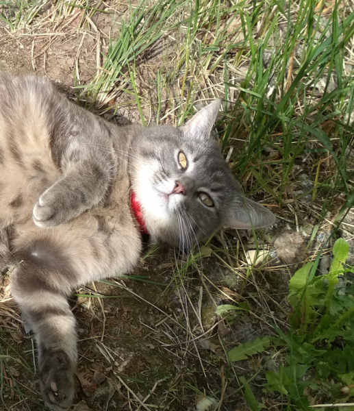 Кошки в нашей жизни. Кошки и все, что с ними связано.