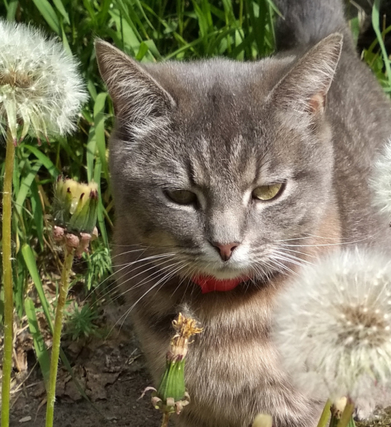 Кошки в нашей жизни. Кошки и все, что с ними связано.