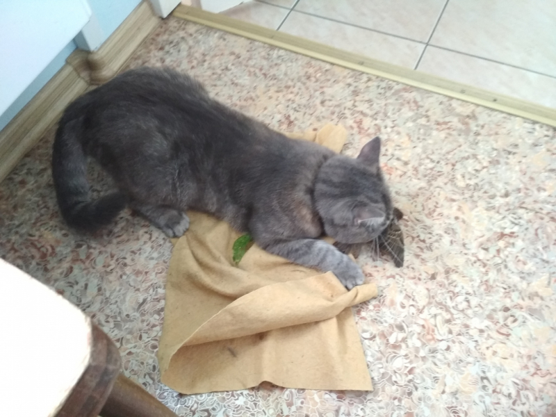 Кошки в нашей жизни. Кошки и все, что с ними связано.