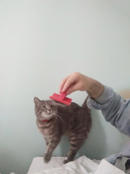 Кошки в нашей жизни. Кошки и все, что с ними связано.