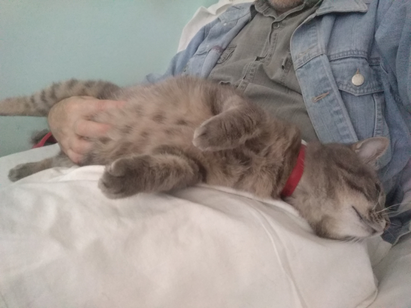 Кошки в нашей жизни. Кошки и все, что с ними связано.