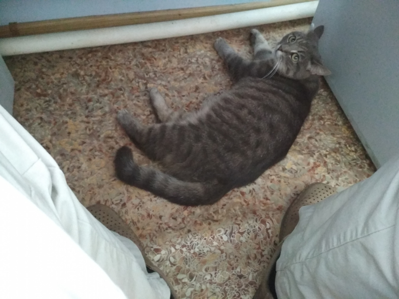 Кошки в нашей жизни. Кошки и все, что с ними связано.