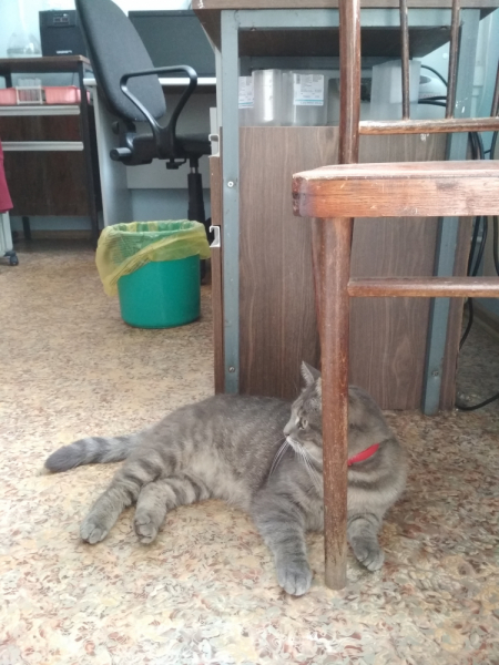 Кошки в нашей жизни. Кошки и все, что с ними связано.