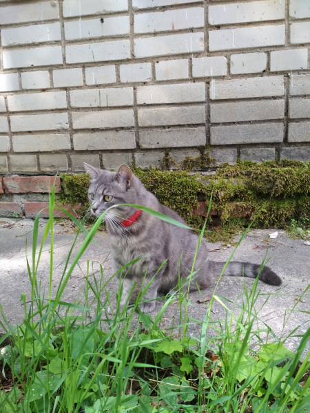 Кошки в нашей жизни. Кошки и все, что с ними связано.