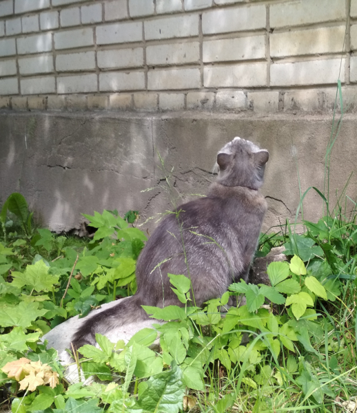 Кошки в нашей жизни. Кошки и все, что с ними связано.