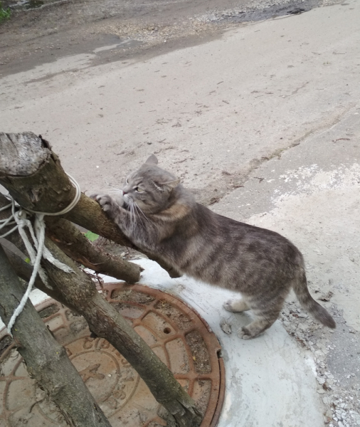 Кошки в нашей жизни. Кошки и все, что с ними связано.