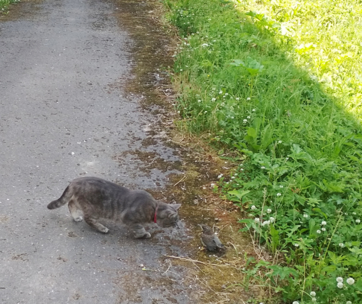 Кошки в нашей жизни. Кошки и все, что с ними связано.