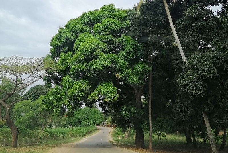 Zanzibaras automobiliu. Kizimkazi-Paje-Matemwe-Chuini-Stone Town. 