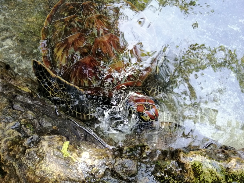 Zanzibaras automobiliu. Kizimkazi-Paje-Matemwe-Chuini-Stone Town. 