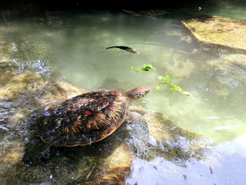 Zanzibaras automobiliu. Kizimkazi-Paje-Matemwe-Chuini-Stone Town. 