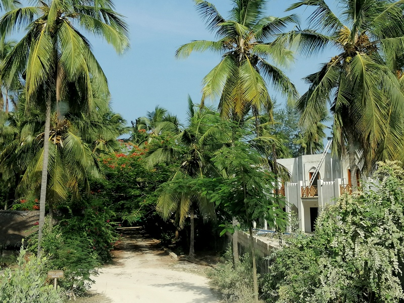 Zanzibā ra ar automaš ī nu. Kizimkazi-Paje-Matemwe-Chuini-Stone Town. 