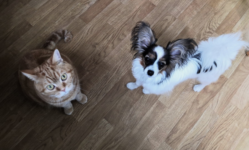 Кошки в нашей жизни. Кошки и все, что с ними связано.