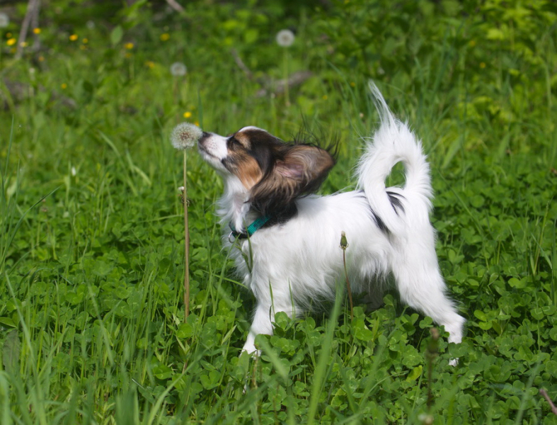 Кошки в нашей жизни. Кошки и все, что с ними связано.