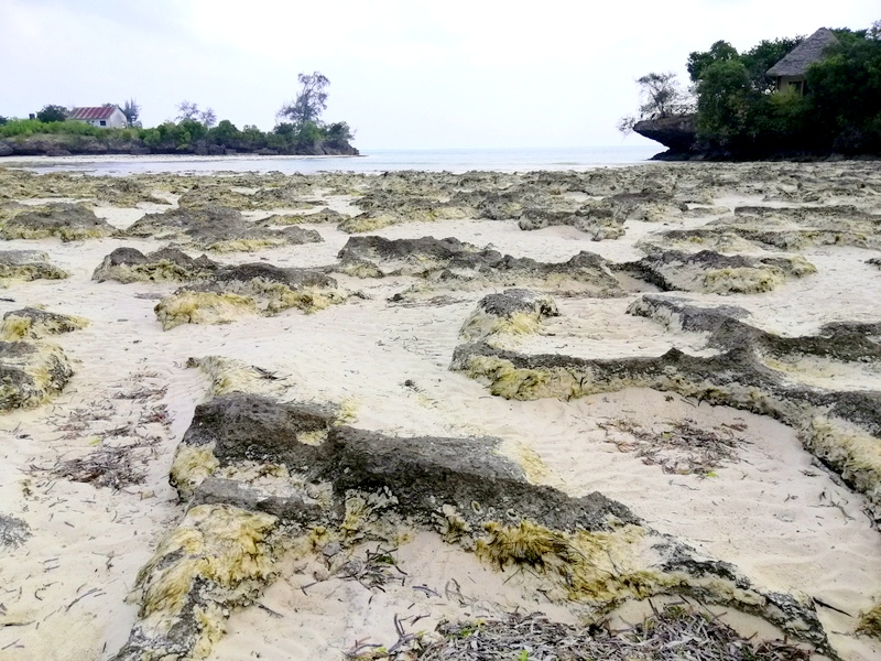 Zanzibā ra ar automaš ī nu. Kizimkazi-Paje-Matemwe-Chuini-Stone Town. 