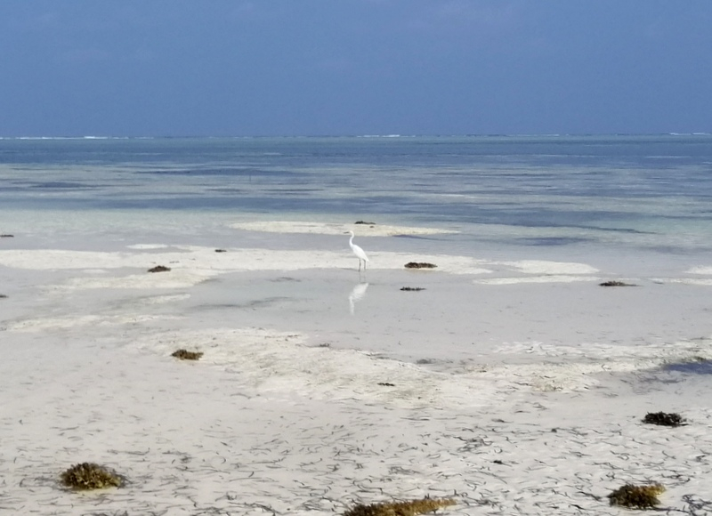Zanzibar samochodem. Kizimkazi-Paje-Matemwe-Chuini-Stone Town. 