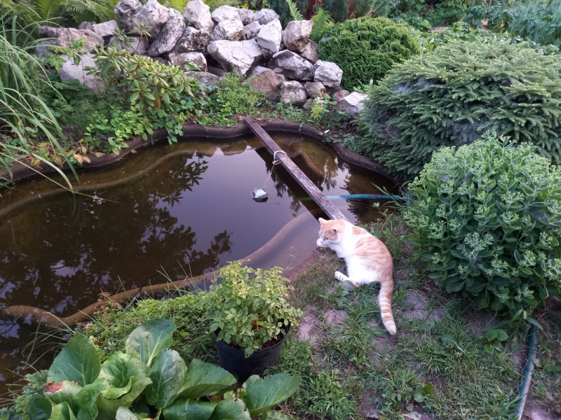 Кошки в нашей жизни. Кошки и все, что с ними связано.